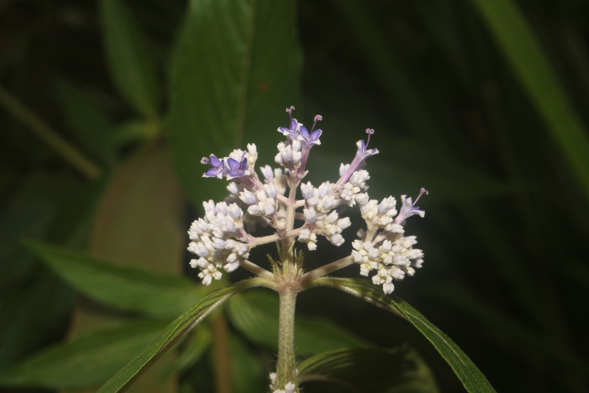 Knoxia sumatrensis (Retz.) DC.